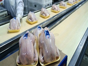 İlk kez 2 milyon tonu geçecek