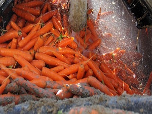 Türkiye'nin havucunu bu mahalle üretiyor