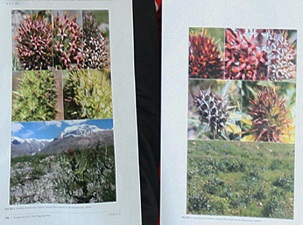 Tunceli’de iki yeni Kenger türü tespit edildi