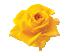 İstikamet üzere ol