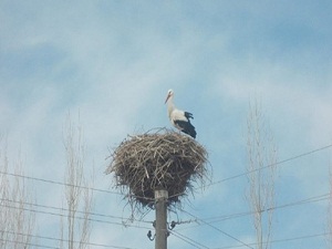 Leylekler yapay yuvalara gelmeye başladı