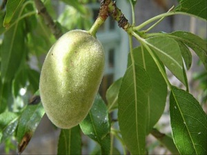 Bu çağlalar manavda 50 lira!