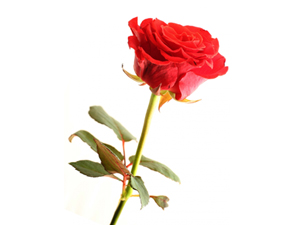 İyiliği neticelendirmek başlamaktan daha faziletlidir