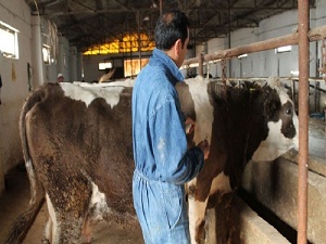 Küre'de Şap Aşılaması