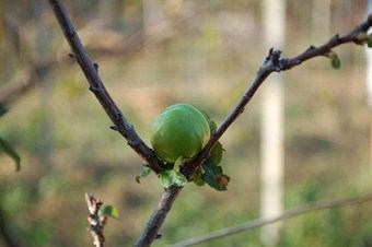 Erik ağaçları meyve verdi