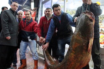 Sazan ağına 210 kilogramlık yayın balığı takıldı