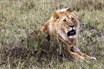 Afrika'daki aslanların nesli tükeniyor