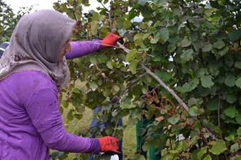 Fındık üreticisine 788 milyon liralık destek