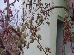 Bu ağaç 6 çeşit meyve veriyor