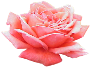 Hz.Peygamber sevindirici haber geldiğinde secdeye kapanırdı