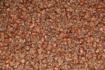 Fındık kabuğundan kanser ilacı üretilecek