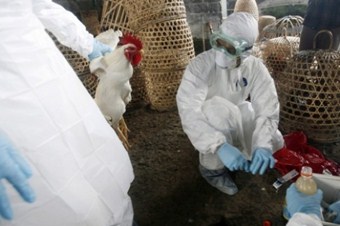 Hollanda'da kuş gribine rastlandı