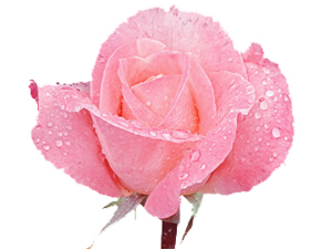 Günahlar rükû ve secdeye gittikçe dökülür