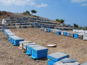 Dalaman’da 136 Mevkiide Arı Konaklama Alanları Tespit Edildi