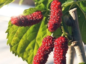 Dut ağacının meyve vermesi şaşırttı