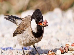 Arap bülbülü de savaştan kaçtı