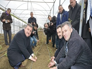 Kesme Gül Üretimi Yaygınlaşıyor