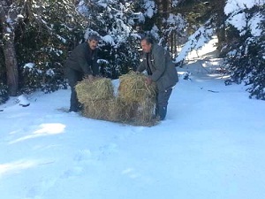 Karla kaplı alanlara yaban hayvanları için yem bırakıldı