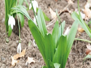 Kuraklığa dayanıklı kardelenler çiçek açtı