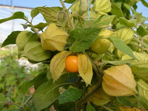 Altın çilek üreticisi destek bekliyor