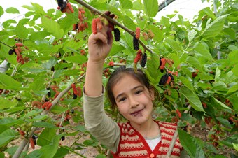 Silifke’de karadut hasadı başladı