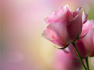 Vakarlı olun ey Allah'ın kulları, vakarlı olun