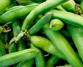 Bakla öksürüğü keser