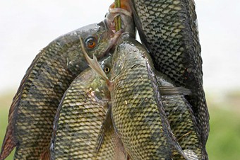 Tilapia balığı Türkiye’de ilk defa Budaklı Kaplıcası'nda yetiştirilecek
