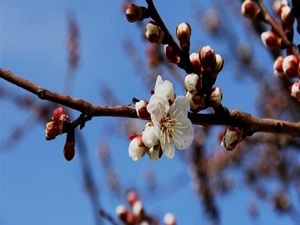 Kayısı çiçekleri erken açtı
