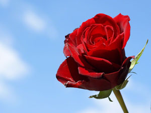 En hayırlı ilaç Kur'an'dır