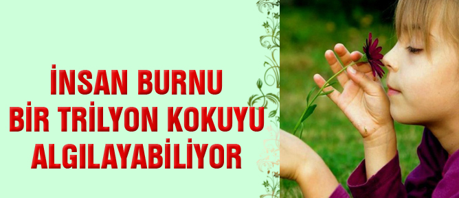 İnsan burnu bir trilyon kokuyu algılayabiliyor