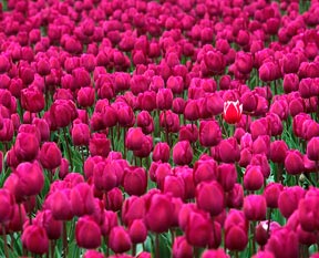 Kalp ritmini düzenliyor