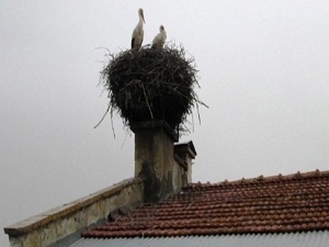 Baharın müjdecisi leylekler yuvalarına dönüyor