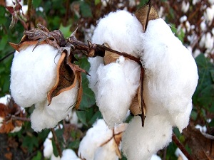 Pamuk üreticilerine kelebek uyarısı