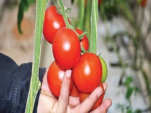 Tekstil buharıyla domates