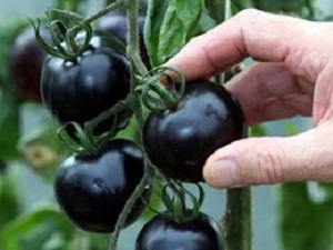 Siyah domatesin faydaları saymakla bitmiyor!