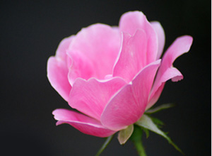 Aksırırken yüzünüzü kapatın ve sesini kısın