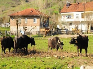 Manda yetiştiricileri teşvik için birlik kuracak