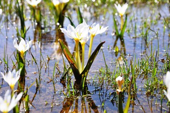 Muş Ovası'nda kardelenler açtı