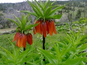 Çin tekelini ters laleyle kıracak