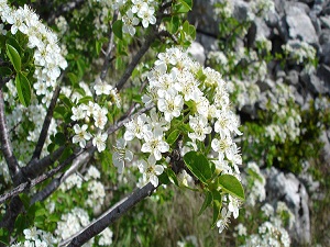 Diyabet ilacı mahlep