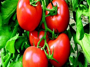 Harran'da üretiliyor Avrupa'da tüketiliyor