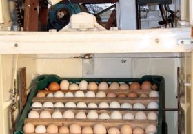 Buzdolabından Kuluçka Makinesi Yaptı