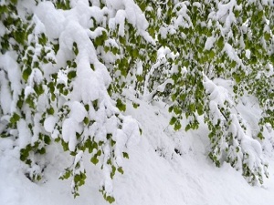 Fındığı Kar Vurdu