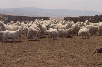 Türkiye tiftiğinin yüzde 58'i Ankara'dan