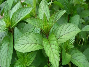 Bahar sebzeleri şifa deposu