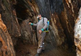 Bin Yıllık Çınar Koruma Altında