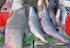 Dev Turnalar Balıkçıların Yüzünü Güldürdü