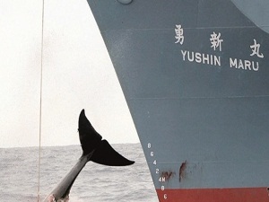 Balinalar rahat nefes alacak