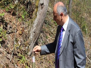 Kestane ormanları köylüye gelir kapısı